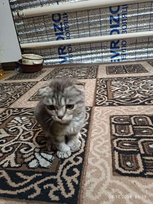 Мушук боласи пародистий