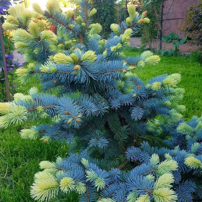 Italiya va Turkiyadan keltirilgan ideal turlar