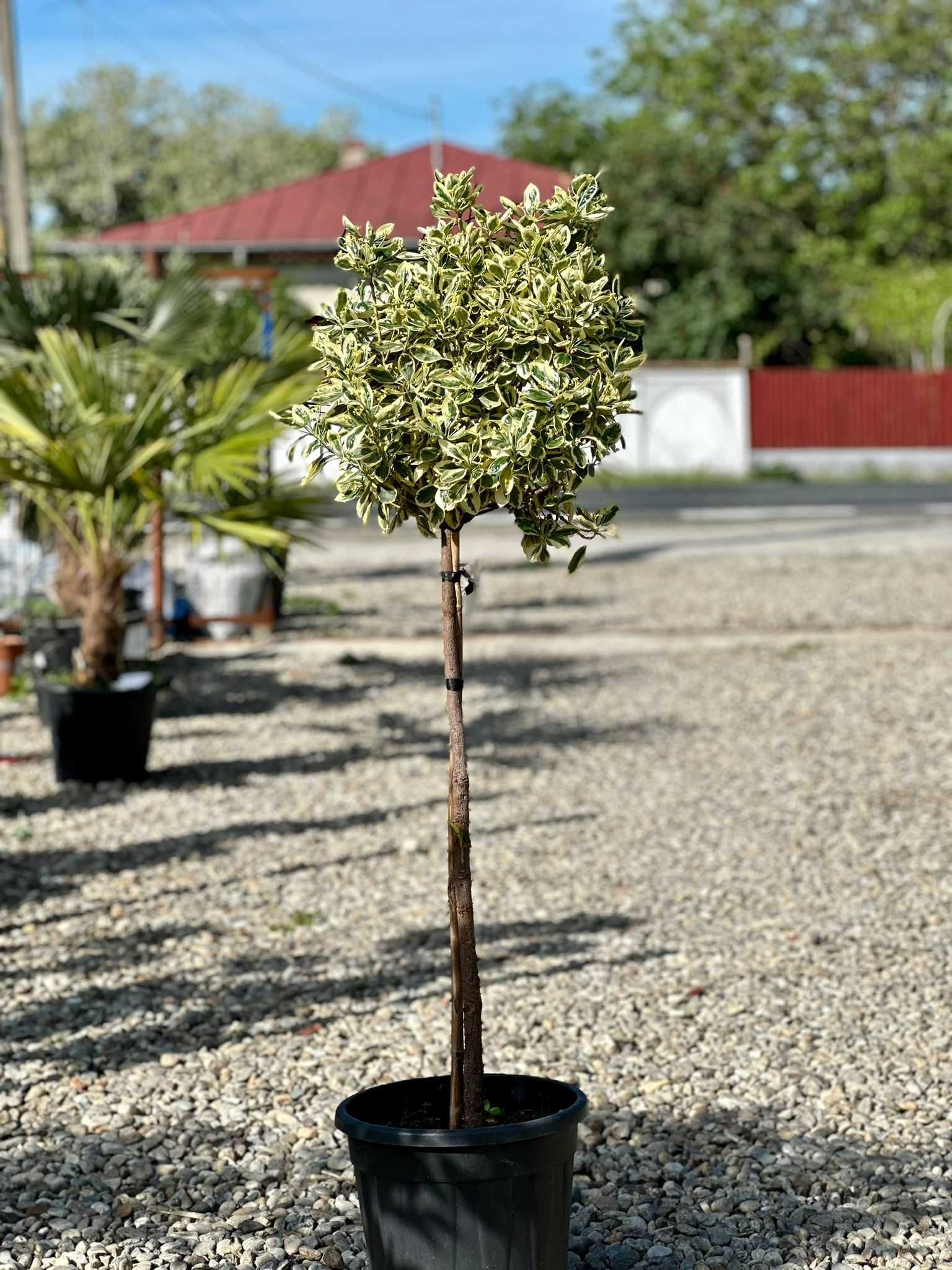 Plante Ornamentale De Calitate Superioara