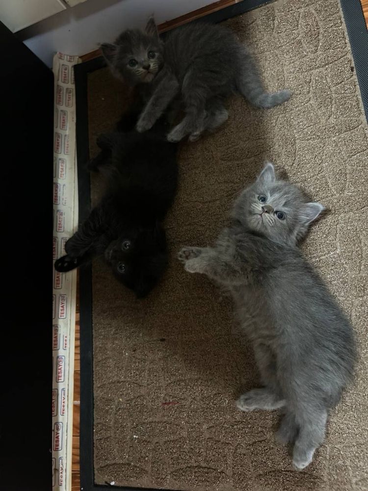 Шотландские вислоухие котята