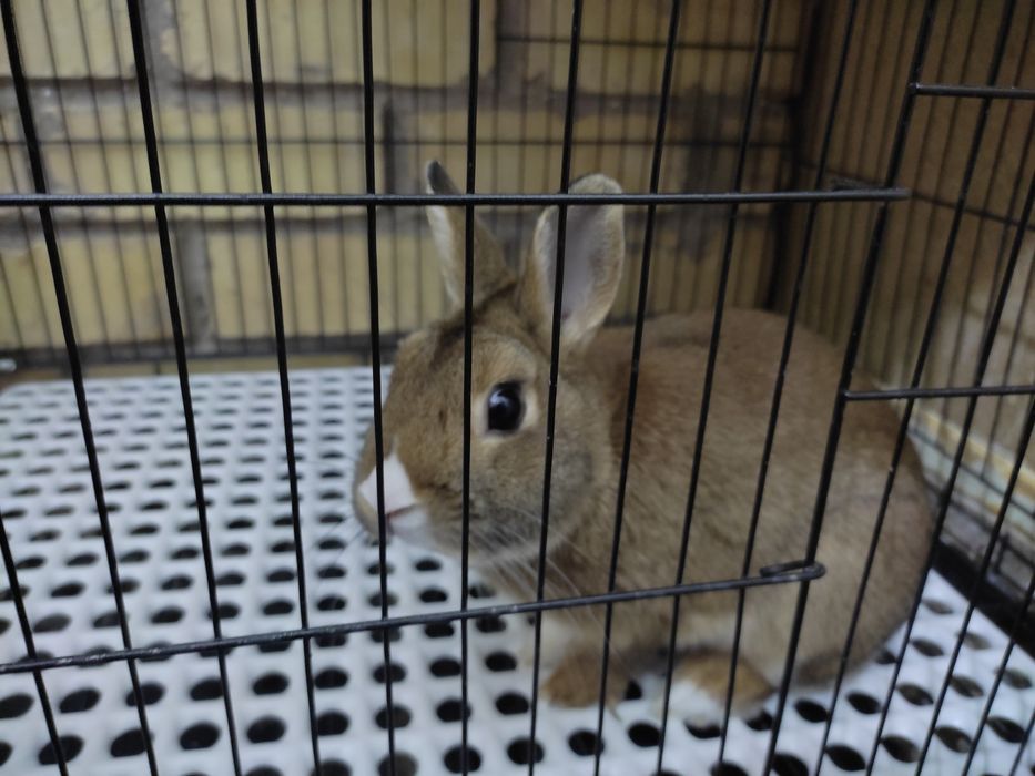 Декоративные кролики