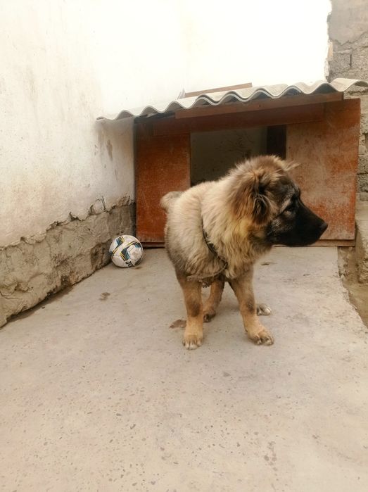 Срочно Прадаётся девочка кавказская овчарка 6 месяцев