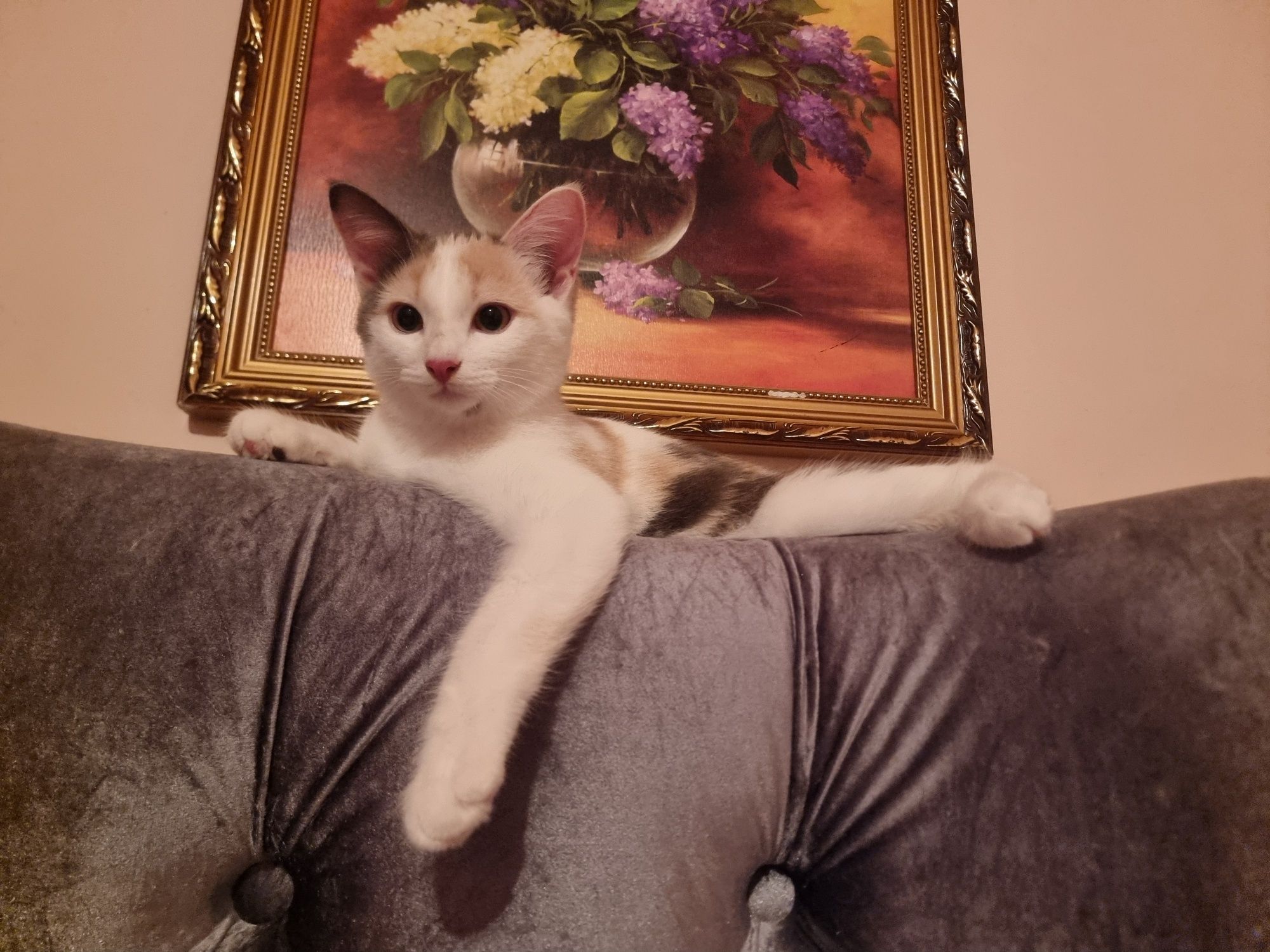 Домашние котята. Белый тайский ред поинт.