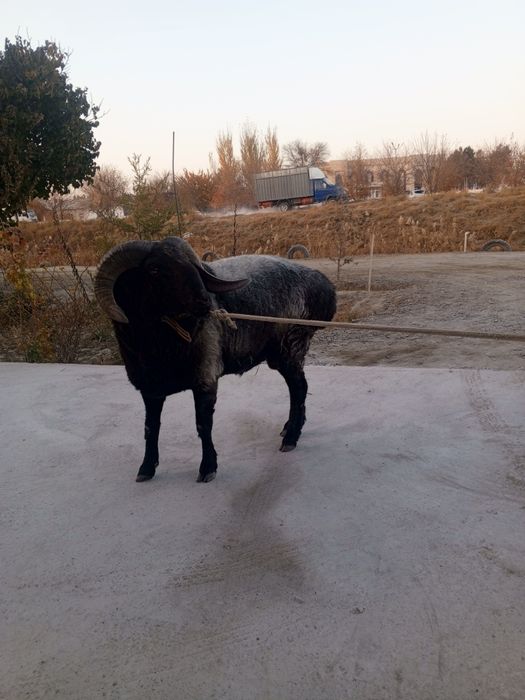 Кучкор сотилади.