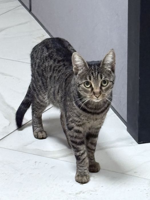 Котик отдам даром в добрые руки