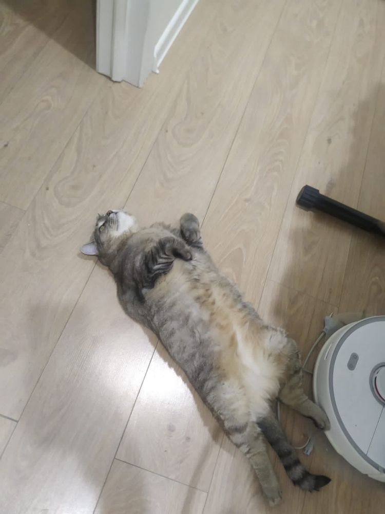 Отдам в добрые руки кошечку