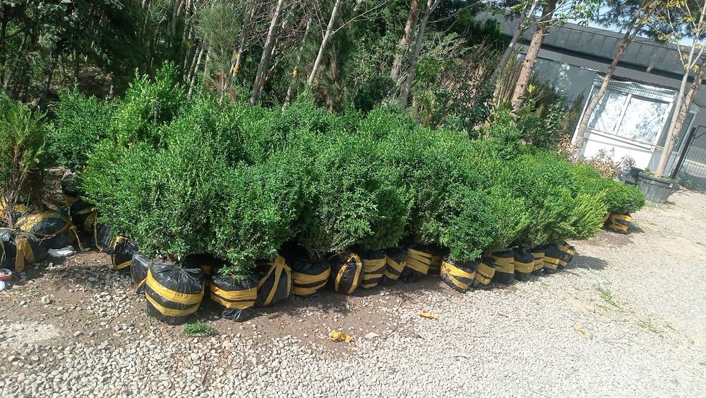 Шамшод оптом нархларда