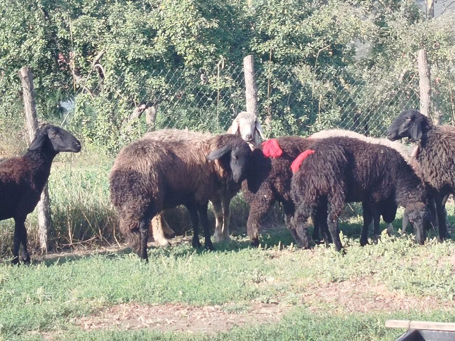Vand 7 mioare rasa karakul