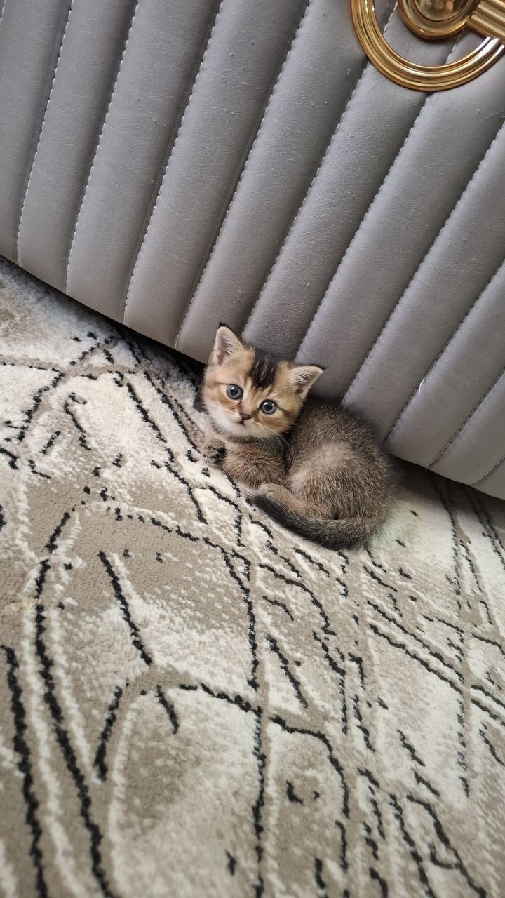 Продается чиста кровные котята