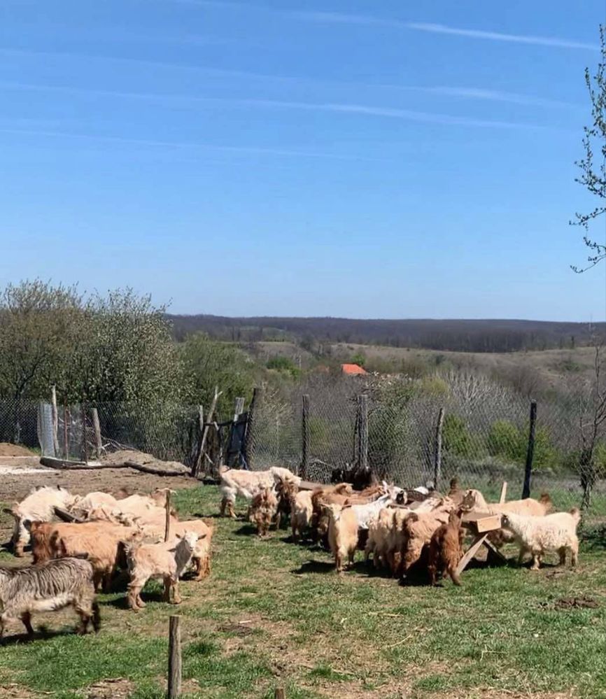 Vand Capre si Iezi
