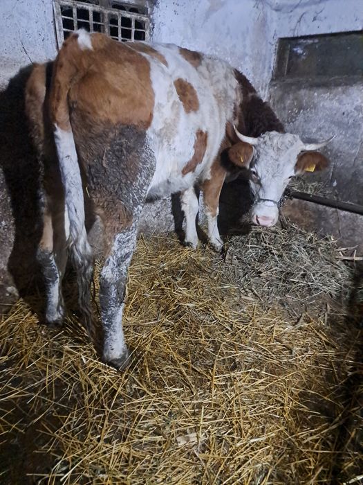 Vind vaca baltata 3 ani jumate gestanta