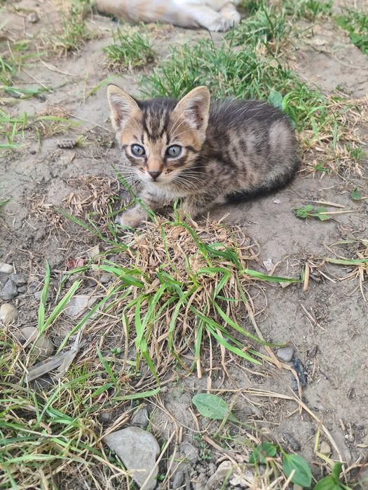 Ofer spre adoptie 2 pui de pisica