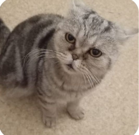 Породистая кошечка ищет дом