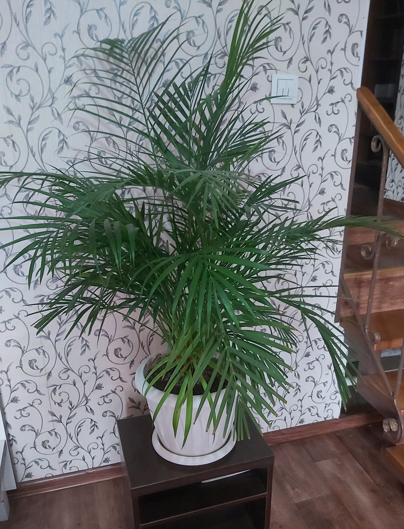 Пальма, сорт Apeca, высота 90 см + горшок 25 см