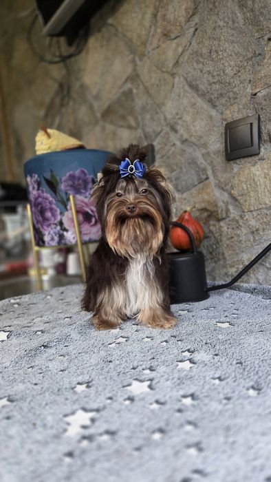 Шоколадов йоркширски териер