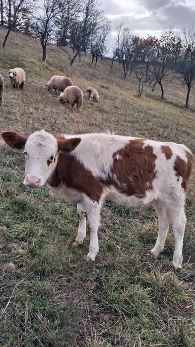Vitea baltata românească