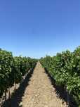 Vand struguri de vin
