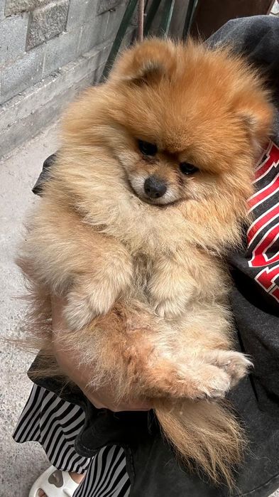 Срочно продам собачку породы шпиц!