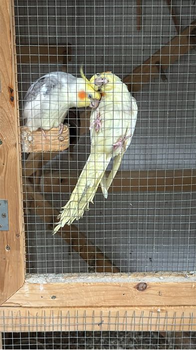 Vand papagali (Nimfe), parinti reproducatori 3 ani