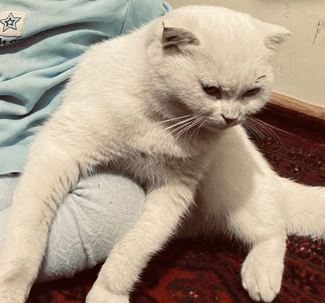 Белоснежная шотландская фолд — ласковая девочка, 1 год