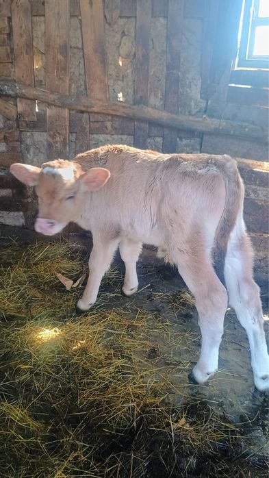 Vand 3 vitei de rasa