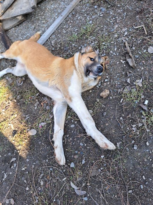 Девочка 1год. Алабай