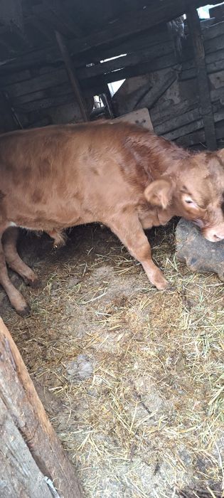 Vând vitel (baltat rosu)