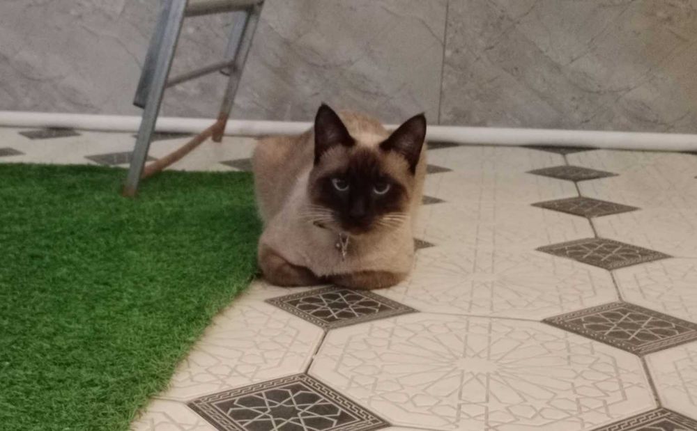 Продаётся сиамская кошка умная