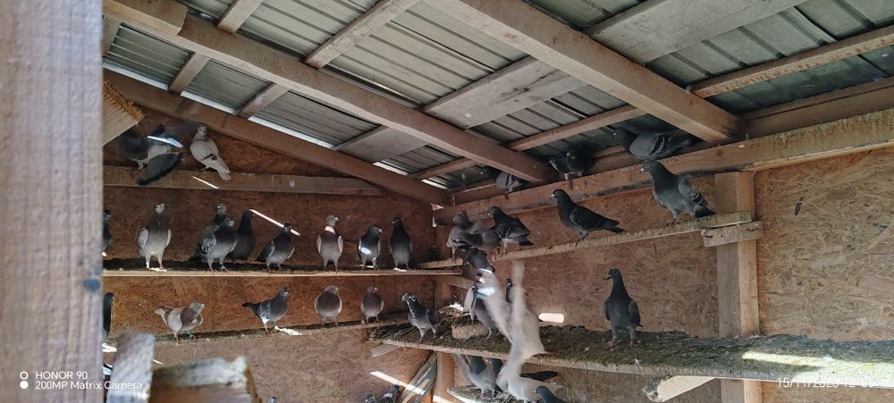 Porumbei voiajori de vanzare