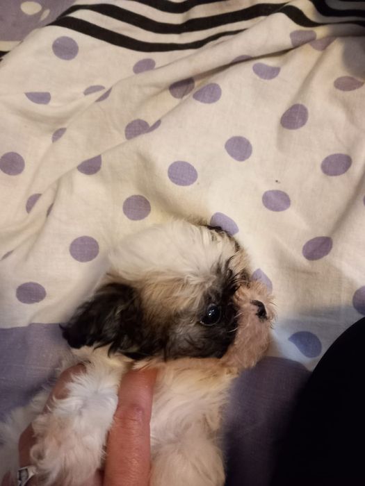 Disponibil bichon foarte drăguț