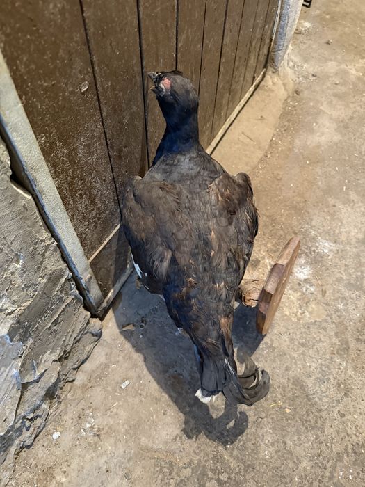 Продавам препариран глухар