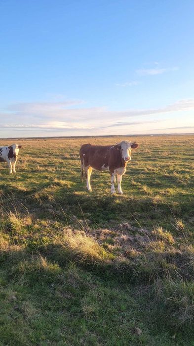 Vaca gestanta 5 luni