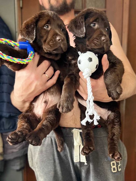 шоколадови лабрадорчета с родословие