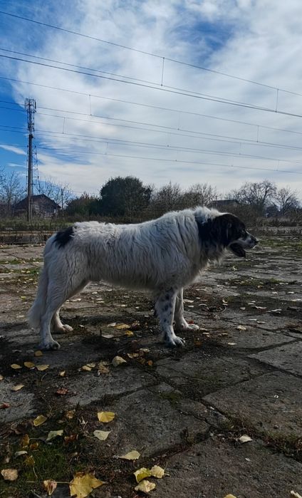 Ciobanesc de Bucovina