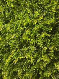 Зелени пана с изкуствени растения