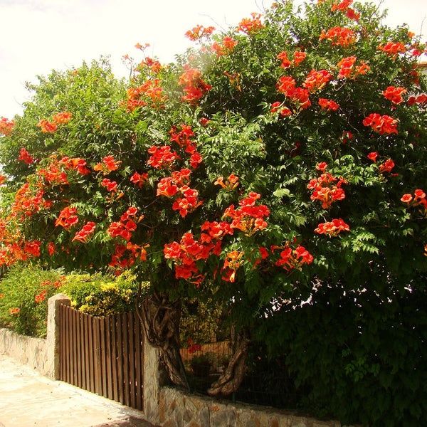 Luleaua turcului - Trompete - Campsis Flamenco