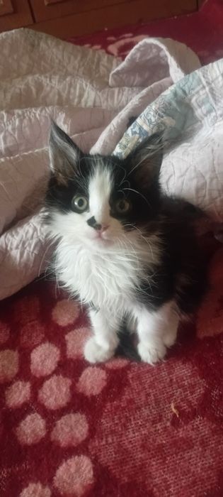Срочно отдам котят даром есть породистые мальчики