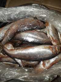 Продам рыбу (Рипус) свежемороженный. Выловлен в Бухтарме ВКО.