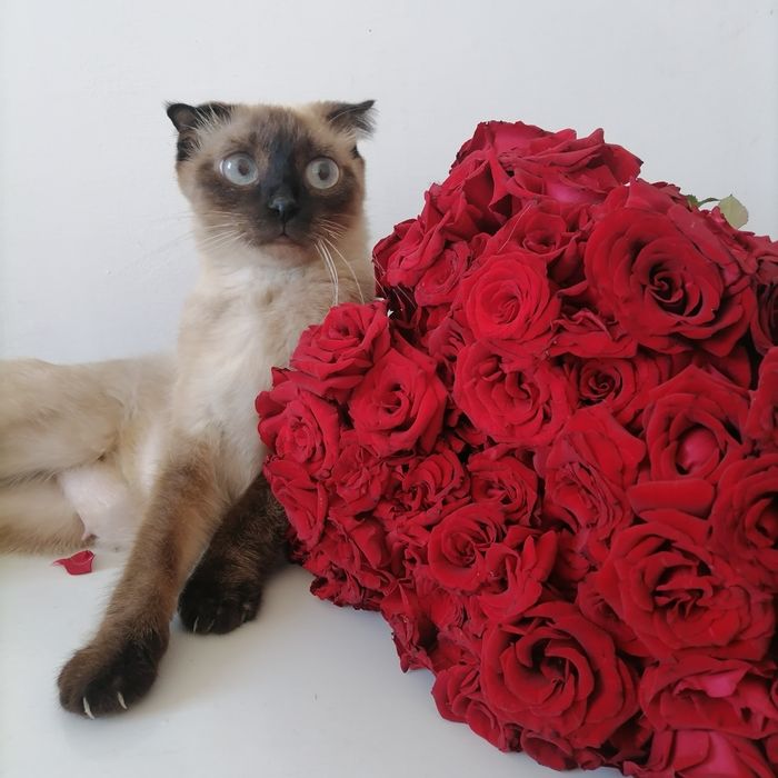 Продаётся кошка.