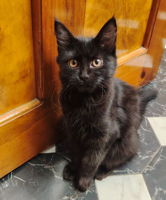 Отдам котятку-девочку в добрые руки