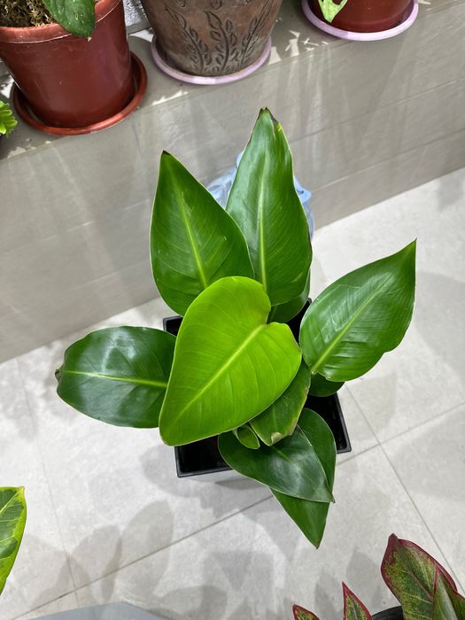 Комнатные растения прекрасно очищают воздух