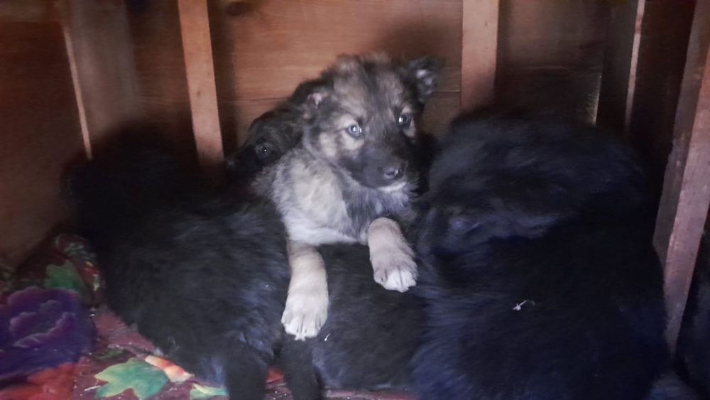 Щенята ищут заботливую семью или дом.