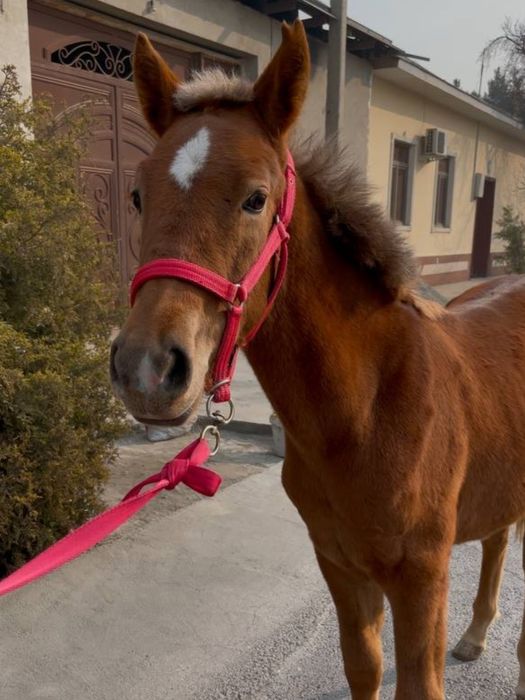 Той сотилади кора байр