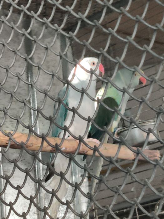 Papagal Micul Alexandru