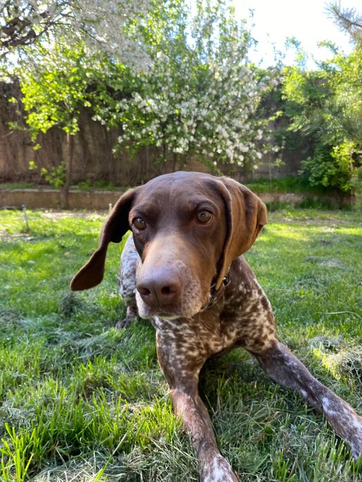 Пропала собака курцхаар сука стара просим вернуть за хорошее вознаграж