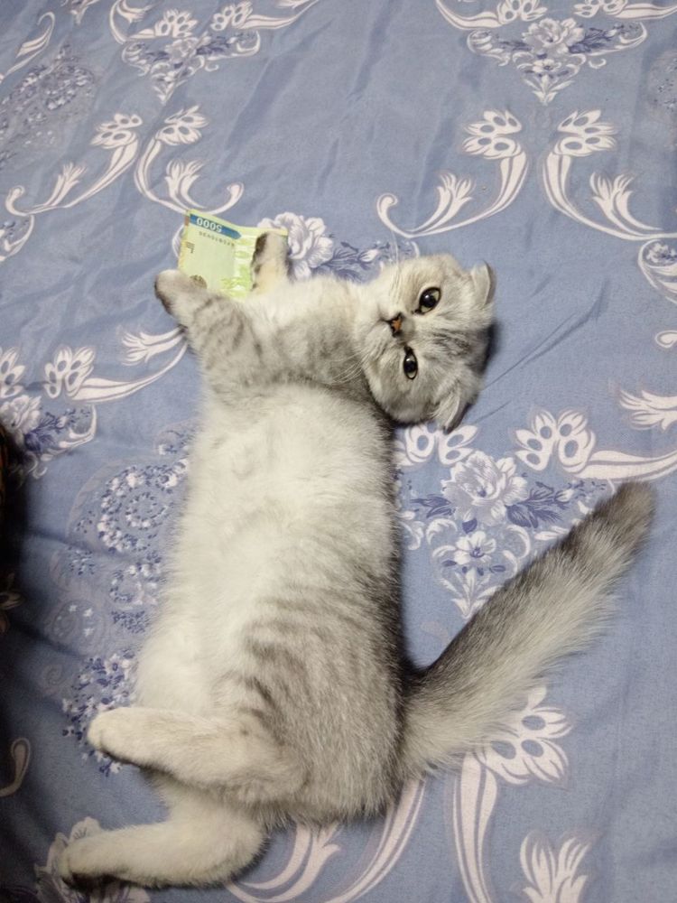 Mushuk sotiladi. Zoti: Scottish Fold (bukilgan quloqlik).