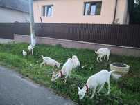 Capre sanen 3buc