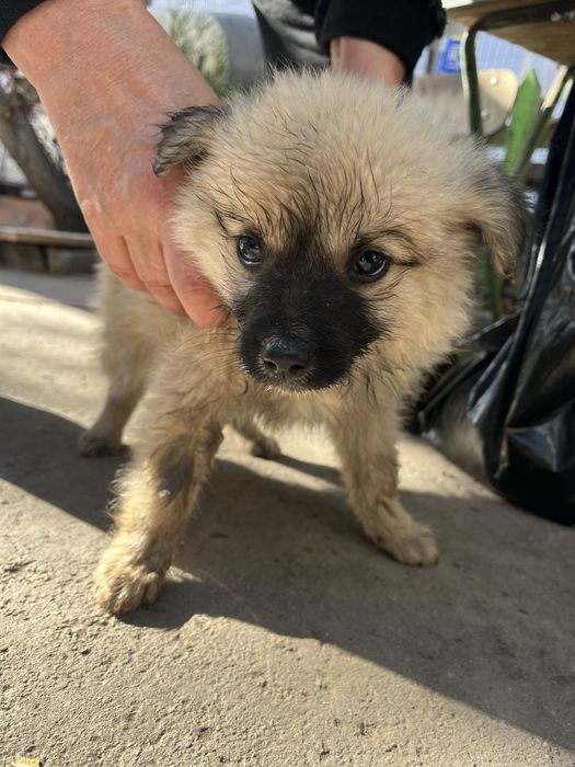 Отдаю бесплатно щенков