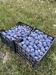 Vand prune soiul stanley
