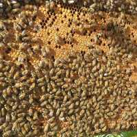 Vand 60 de familii de albine Lugoj (la pachet sau individual)